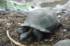 Seychellen Landschildkröte.jpg